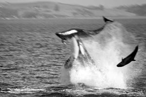 killer whale predating false killer whale
